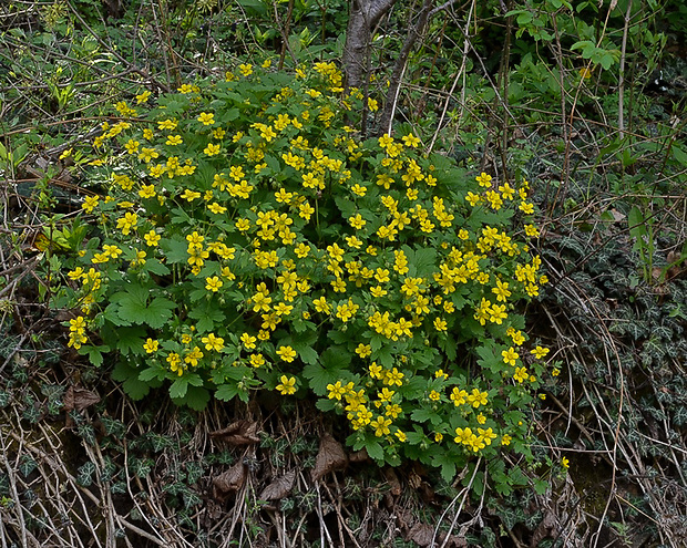 valdštajnka kuklíkovitá Waldsteinia geoides Willd.