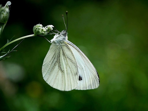 mlynárik repkový (sk) / bělásek řepkový (cz) Pieris napi Linnaeus, 1758