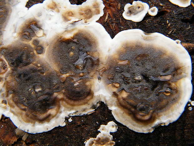slizopórovka  Ceriporiopsis nigra Ryvarden