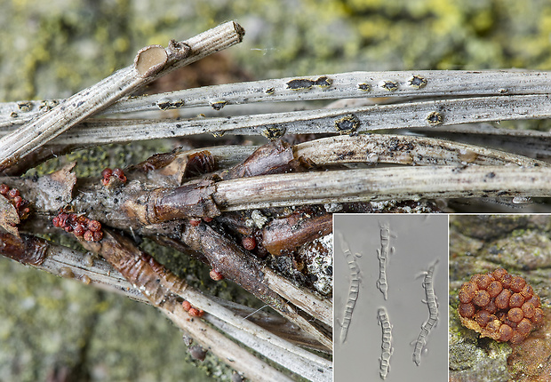 trsohlívka Thyronectria cucurbitula (Tode) Jaklitsch & Voglmayr