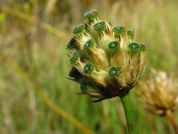 hlavinka sedmohradská Cephalaria transsylvanica (L.) Schrad. ex Roem. et Schult.
