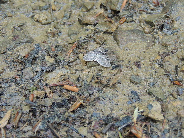 piadivka topoľová Lobophora halterata