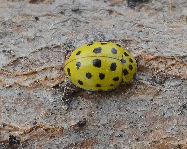 lienka Psyllobora vigintiduopunctata Linnaeus, 1758