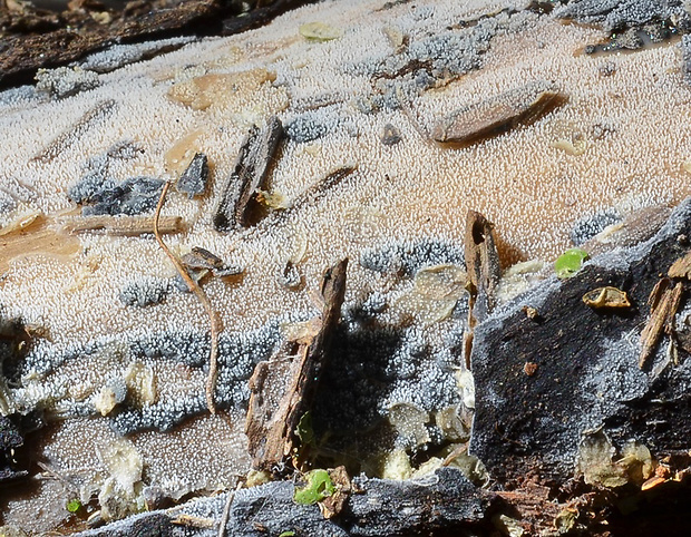 septocystídia zúbkatá Scopuloides rimosa (Cooke) Jülich