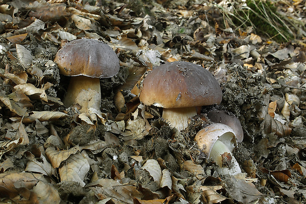 hríb smrekový Boletus edulis Bull.