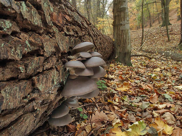 hliva ustricovitá Pleurotus ostreatus (Jacq.) P. Kumm.