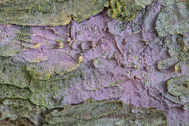 voskovica ružovofialová Tulasnella violea (Quél.) Bourdot & Galzin