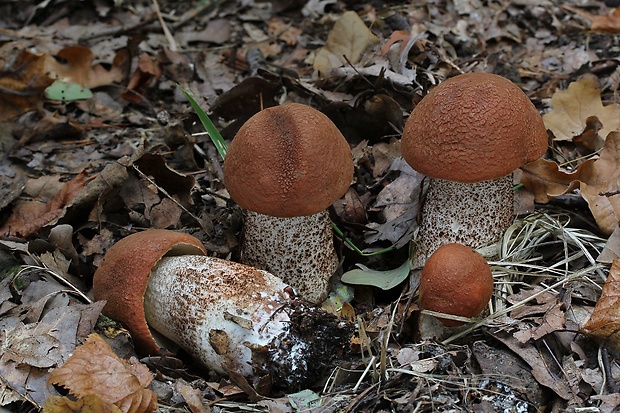 kozák dubový Leccinum aurantiacum (Bull.) Gray