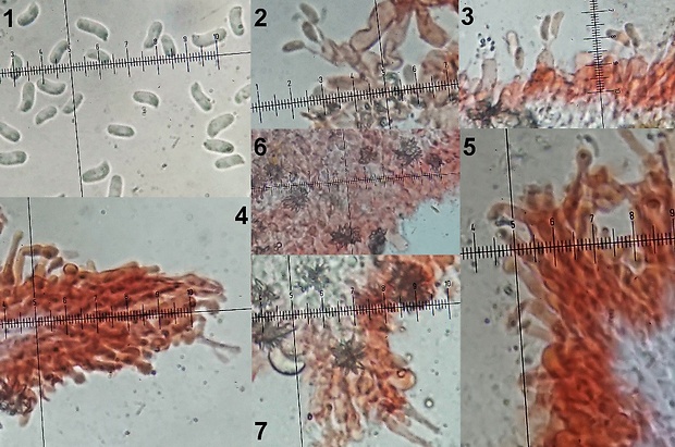 kožovka Hyphoderma sp.