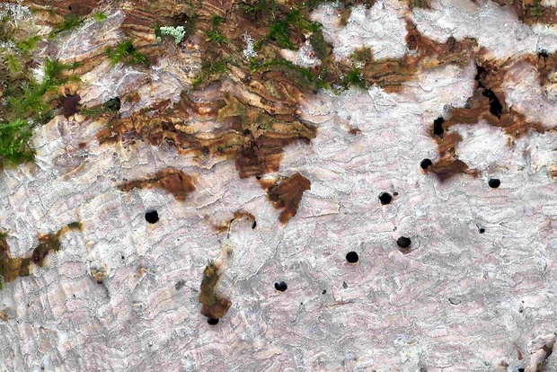 kožovka Hyphoderma sp.