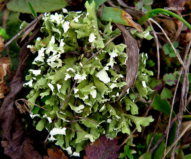 dutohlávka Cladonia foliacea (Huds.) Willd.