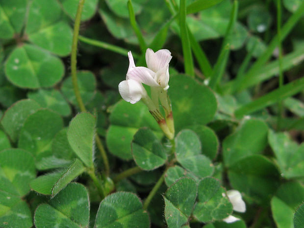 ďatelina Trifolium subterraneum L.