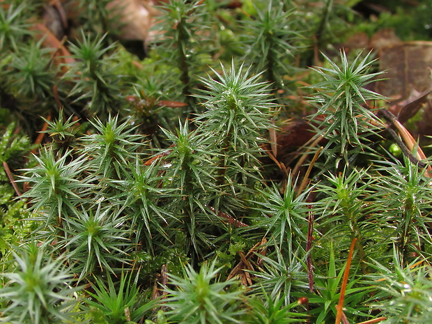 ploník borievkový Polytrichum juniperinum Brid.