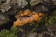žilnačka oranžová