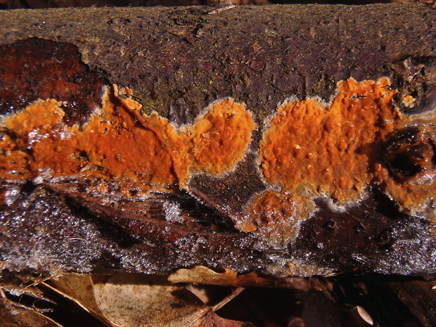 kornatka mäsovočervená Peniophora incarnata (Pers.) P. Karst.