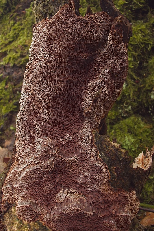ohňovec prisadnutý Fuscoporia contigua (Pers.) G. Cunn.