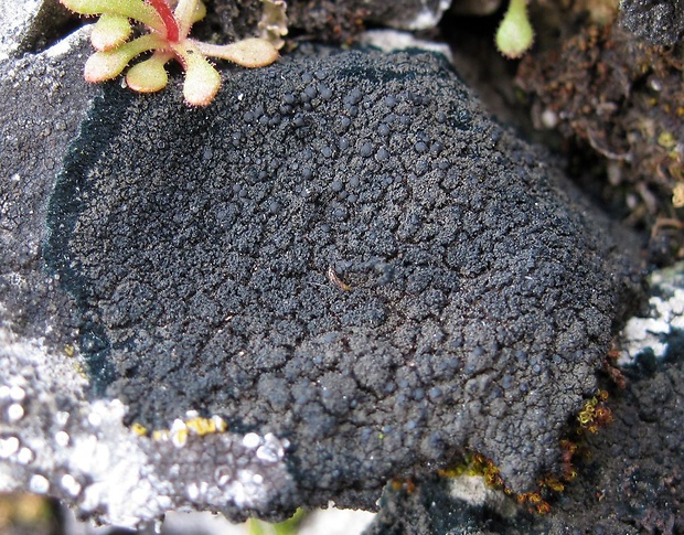 placyntium čierne Placynthium nigrum (Huds.) Gray