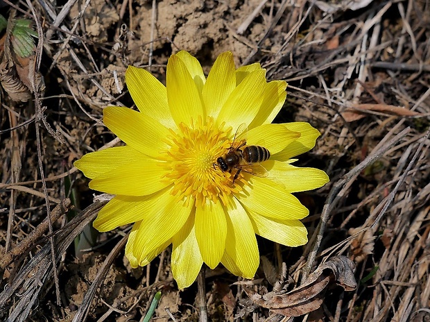 včela medonosná Apis mellifera Linnaeus, 1758