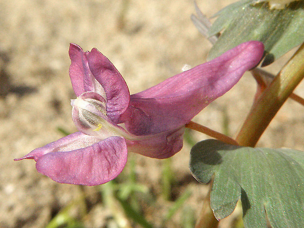 chochlačka plná Corydalis solida (L.) Clairv.