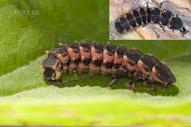 svietivka svätojánska Lampyris noctiluca (larva)