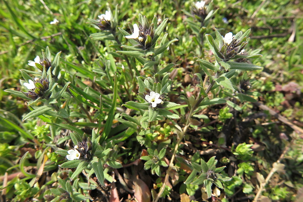 kamienka roľná Buglossoides arvensis