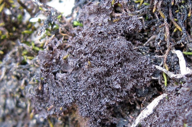 napúchavec Scytinium pulvinatum (Hoffm.) Otálora, P.M. Jørg. & Wedin