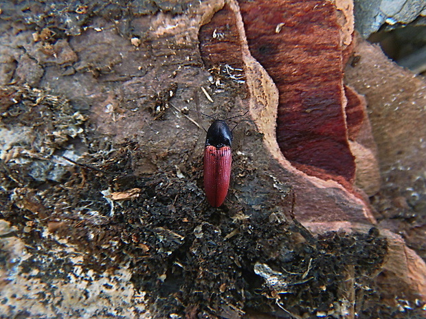 kováčik krvavý   /   kovařík krvavý Ampedus sanguineus Linnaeus, 1758