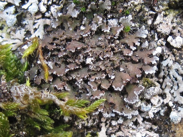 fyskónia šupinkatá Physconia perisidiosa (Erichsen) Moberg