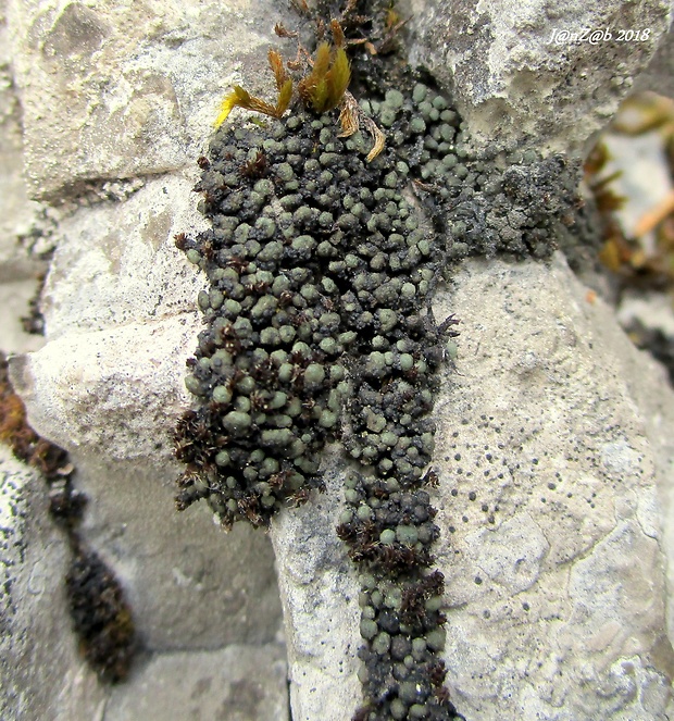 riasanka Toninia physaroides (Opiz) Zahlbr.