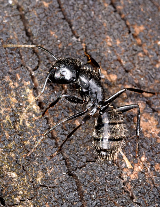 mravec horský Camponotus herculaneus (Linnaeus, 1758)