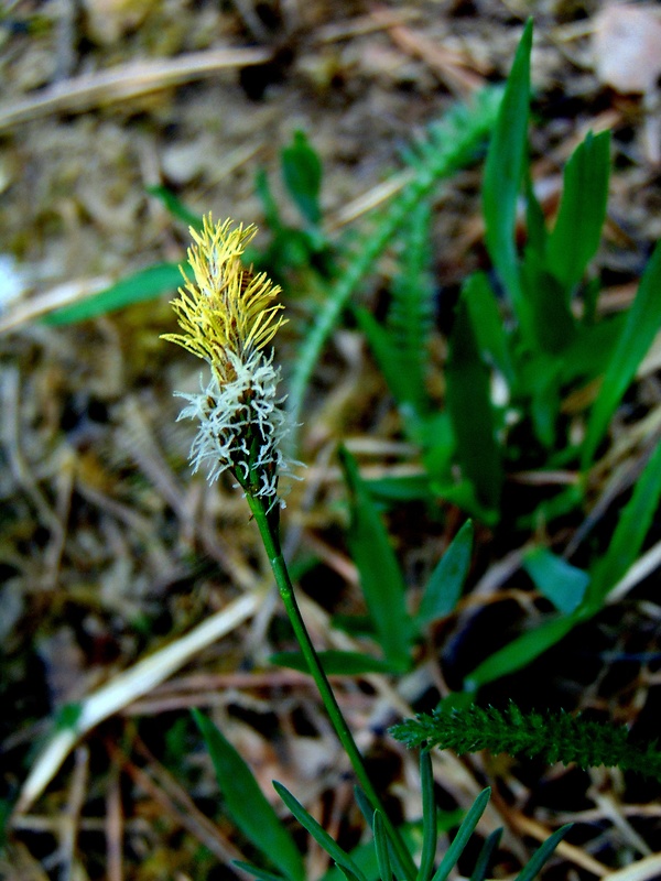 ostrica klinčeková  Carex caryophyllea Latourr.