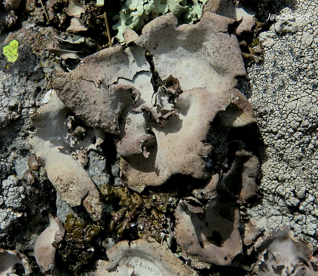 pupkovka sivá Umbilicaria hirsuta (Sw. ex Westr.) Ach.