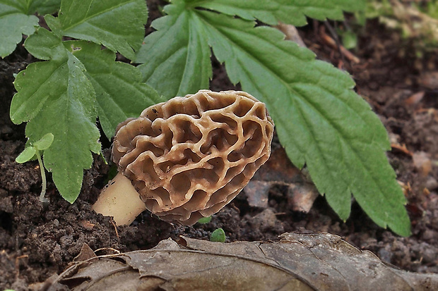 smrčok jedlý Morchella esculenta (L.) Pers.