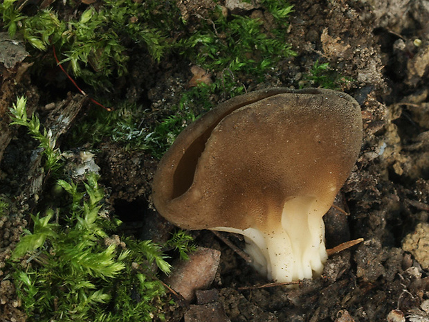 chriapač kalíškovitý Helvella acetabulum (L.) Quél.
