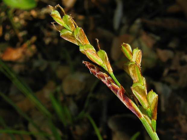 ostrica labkatá zakoreňujúca Carex pediformis subsp. rhizodes (Blytt) H. Lindb.