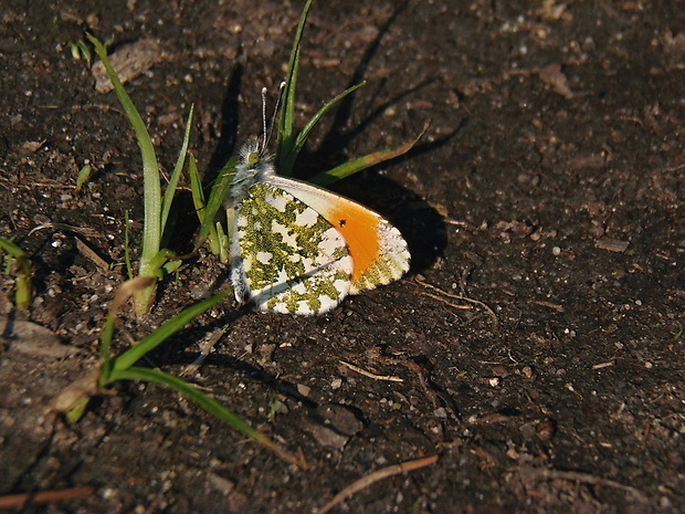 mlynárik žeruchový   /   bělásek řeřichový Anthocharis cardamines Linnaeus, 1758