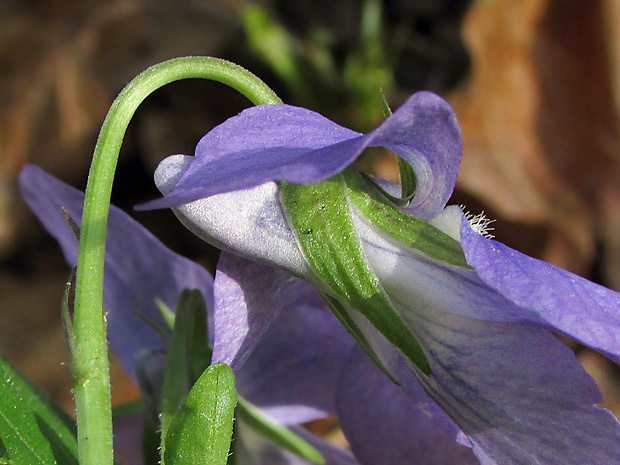 fialka rivinova Viola riviniana Rchb.