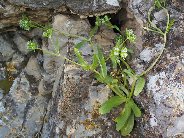 valeriánka žliabkatá Valerianella carinata Loisel.