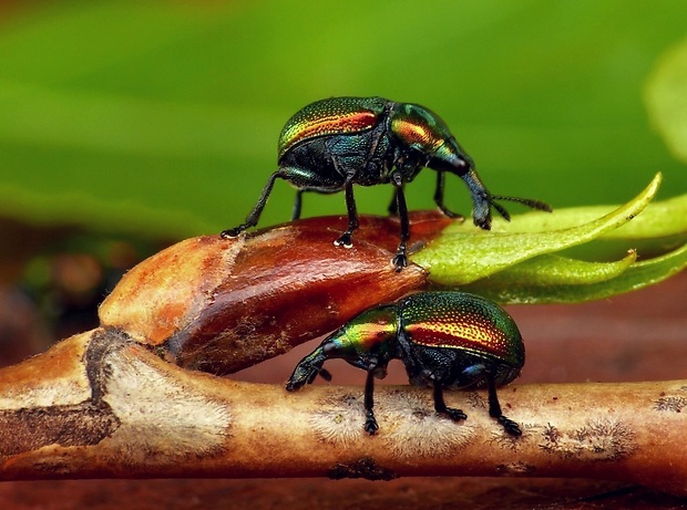 nosánik topolový (sk) / zobonoska topolová (cz) Byctiscus populi Linnaeus, 1758