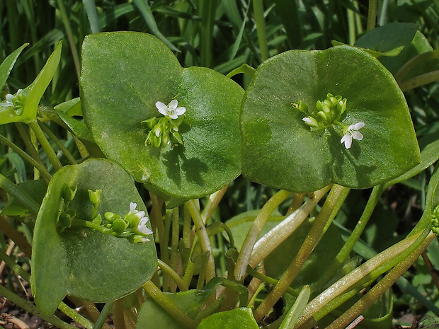 klajtónia prerastená Claytonia perfoliata Donn ex Willd.