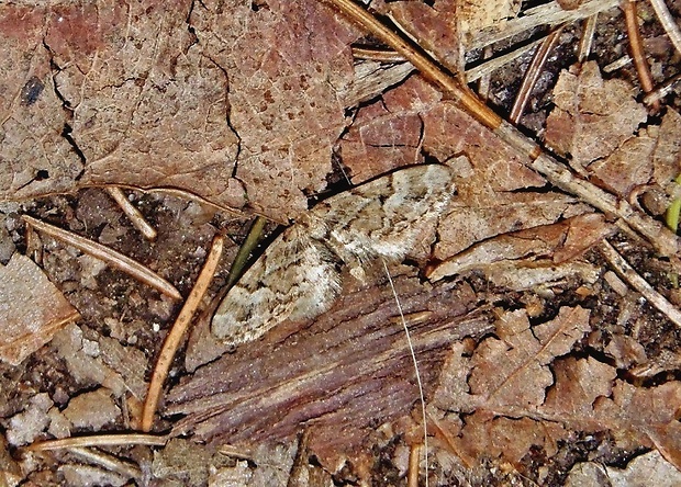 kvetnatka smrečinová   /   píďalička smrčinová Eupithecia lanceata Hübner, 1825