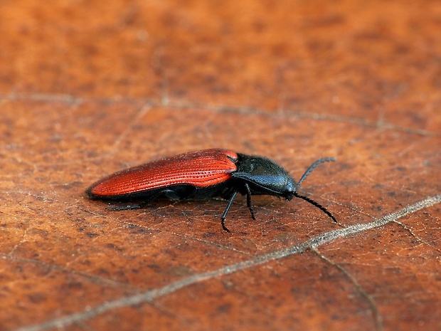kováčik (sk / kovařík rudý (cz) Ampedus cinnaberinus Eschscholtz, 1829