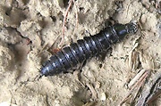 bystruška zlatohnedá - larva