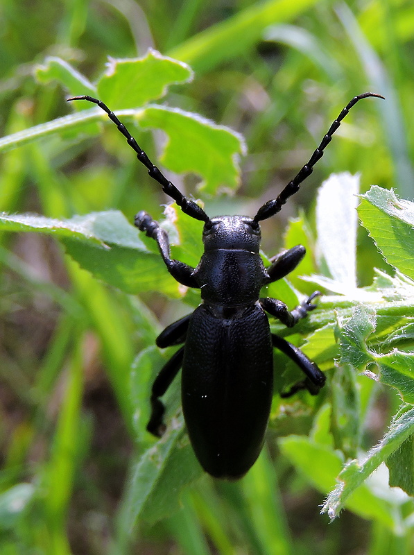 fuzáč čierny  Carinatodorcadion aethiops