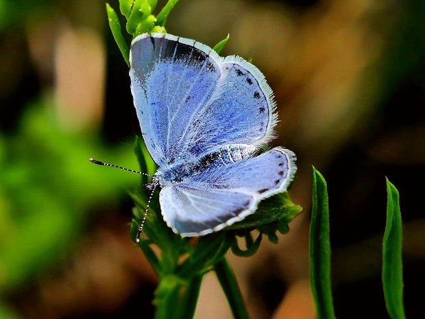 modráčik krušinový (sk) / modrásek krušinový (cz) Celastrina argiolus Linnaeus, 1758