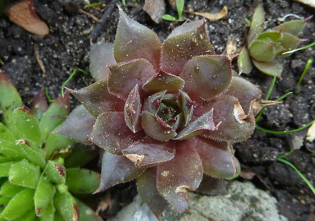skalná ruža Sempervivum sp.