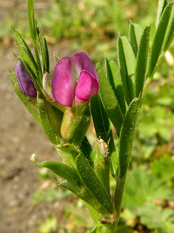 vika úzkolistá Vicia angustifolia L.