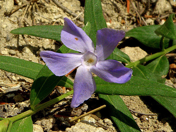 zimozeleň bylinná Vinca herbacea Waldst. et Kit.