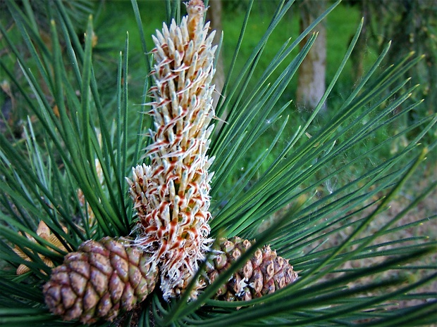 borovica Pinus sp.