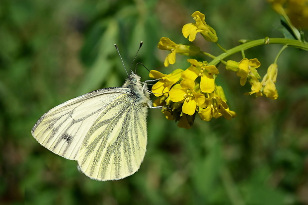 mlynárik repkový Pieris napi